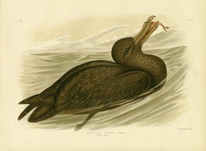Reuzenstormvogel, 1891 door Gracius Broinowski